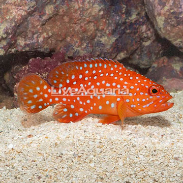 Miniatus Grouper