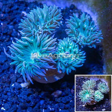 LiveAquaria® Cultured Duncan Coral Coral