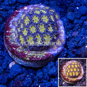 LiveAquaria® Cultured Orange Leptastrea Coral