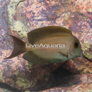 Orange Stripe Bristletooth Tang