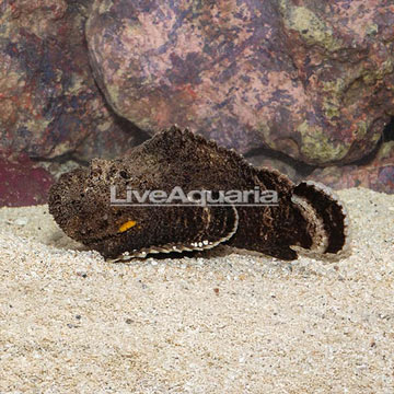 Reef Stonefish