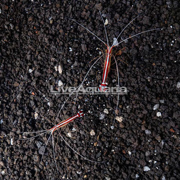 Scarlet Skunk Cleaner Shrimp, Pair