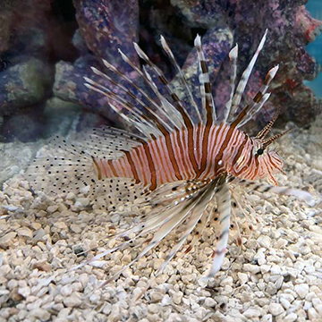 Volitan Lionfish