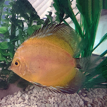 Gold Blue Hybrid Discus