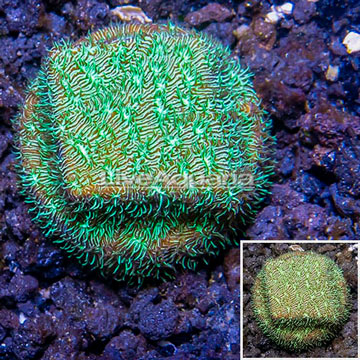 LiveAquaria® Cultured Leptoseris Coral