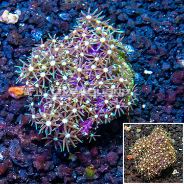 Starburst Polyps Indonesia