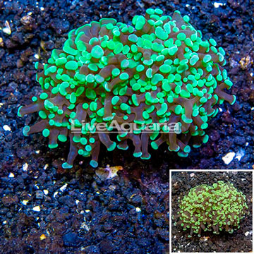 LiveAquaria® Cultured Hammer Coral