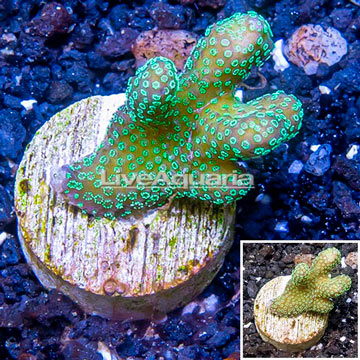 LiveAquaria® Cultured Stylophora Coral