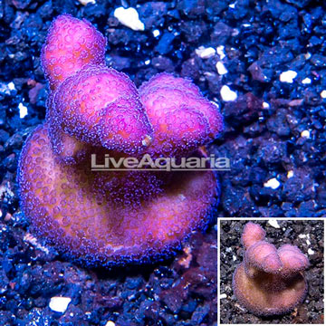 LiveAquaria® Cultured Stylophora Coral