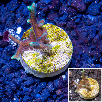 LiveAquaria® Cultured Acropora Coral 