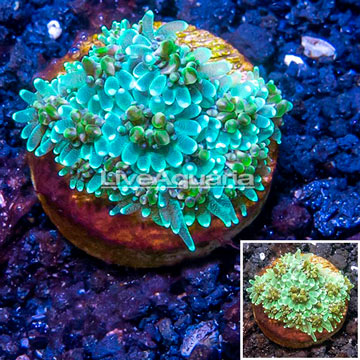 LiveAquaria® Cultured Galaxea Coral