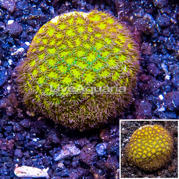 LiveAquaria® Cultured Orange Leptastrea Coral