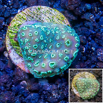 LiveAquaria® Cultured Pavona Coral