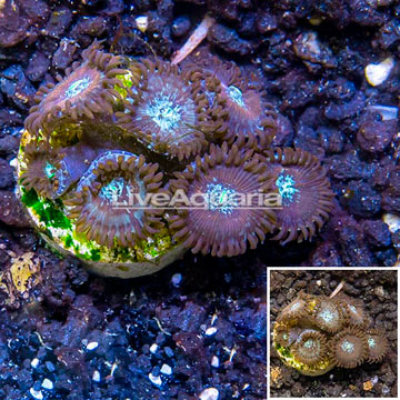 LiveAquaria® Cultured Zoanthus Coral