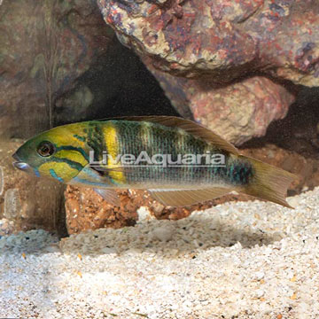 Goldbar Wrasse 