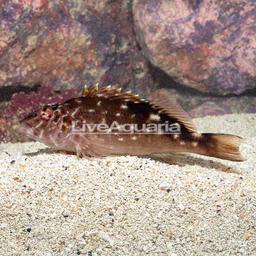 West African Hawkfish