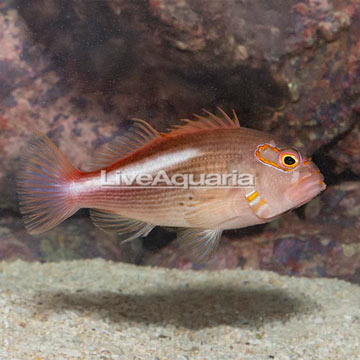 Arc-eye Hawkfish 