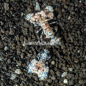 Harlequin Shrimp, Pair