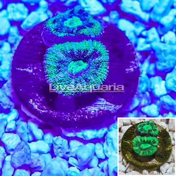 Acan Lord Coral Indonesia