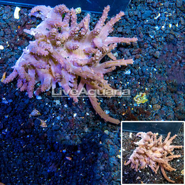 Tree Coral Indonesia