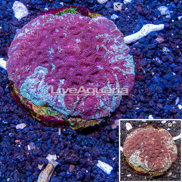 Goniastrea Brain Coral Indonesia