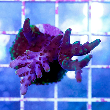 USA Cultured Ultra Acropora Coral
