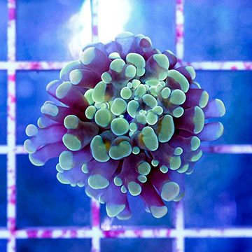USA Cultured Ultra Hammer Coral