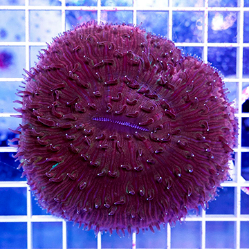 Short Tentacle Plate Coral