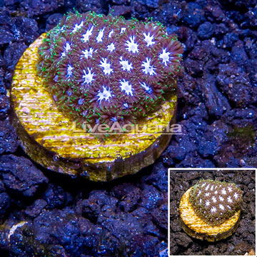 LiveAquaria® Cultured Leptastrea Coral