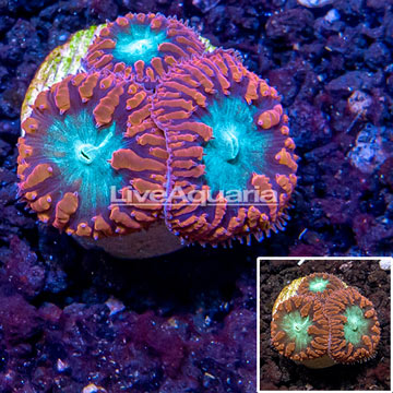 LiveAquaria® Cultured Blastomussa Wellsi Coral 