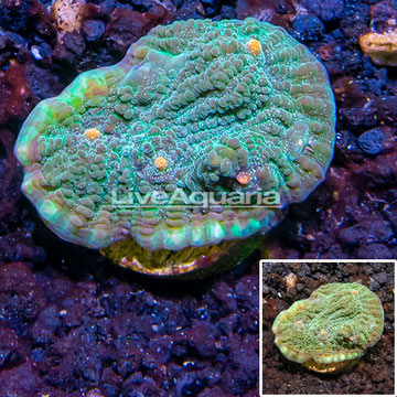 LiveAquaria® Cultured Ultra Chalice Coral