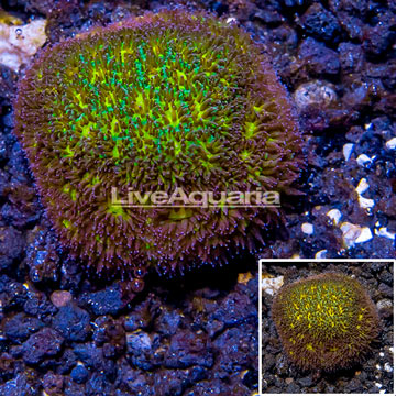 LiveAquaria® Cultured Orange Leptastrea Coral