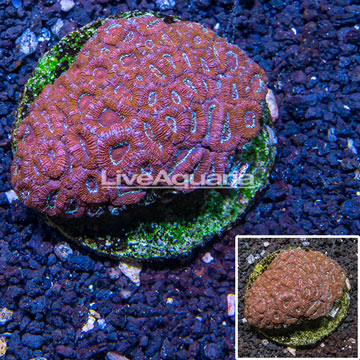 Acan Lord Coral Indonesia 