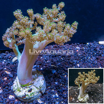 Pineapple Tree Coral Indonesia