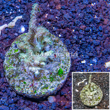 Sinularia Leather Coral Indonesia