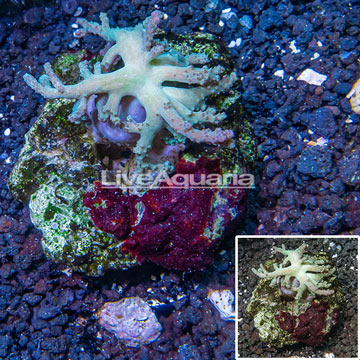 Sinularia Leather Coral Indonesia