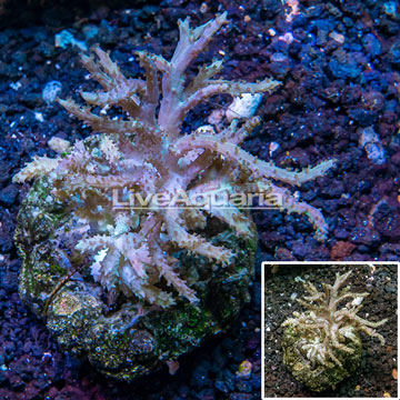 Sinularia Leather Coral Indonesia