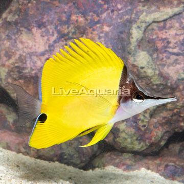 Yellow Longnose Butterflyfish [Blemish]