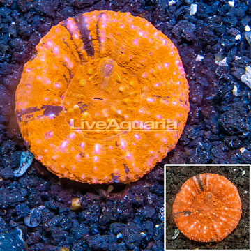 Scolymia Coral Australia