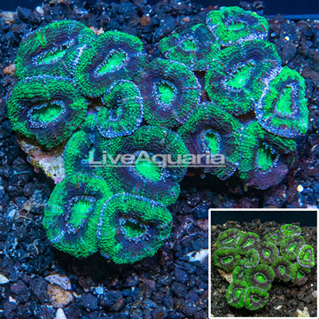 Acan Lord Coral Australia