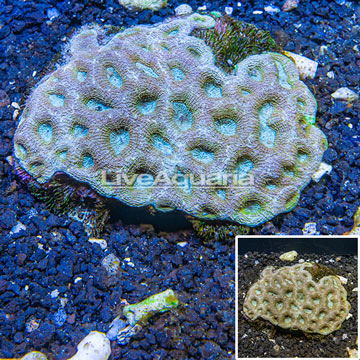 Goniastrea Brain Coral Australia