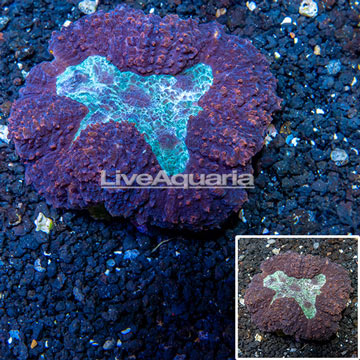 Lobed Brain Coral Australia