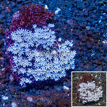 Pipe Organ Coral Fiji