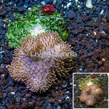 Toadstool Leather Coral Indonesia