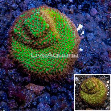 USA Cultured Screamin Demon Porites Coral