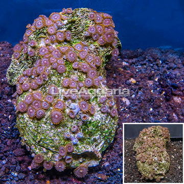 Zoanthus Coral Africa