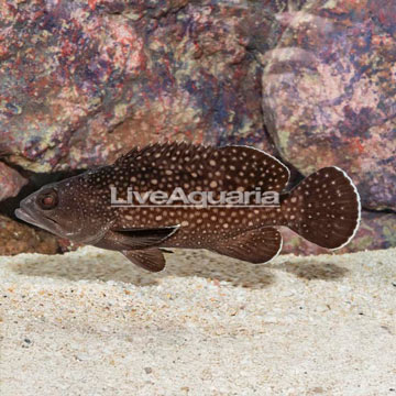 Starry Grouper