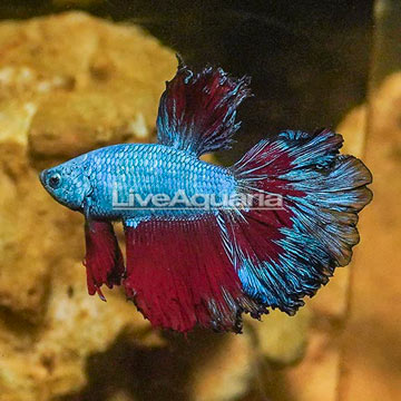 Rosetail Betta