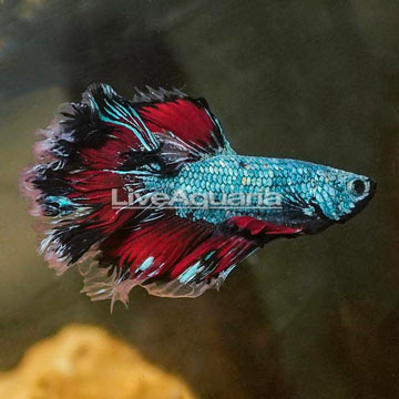 Rosetail Betta