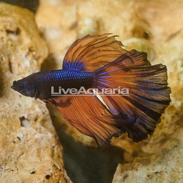 Mustard Rosetail Betta